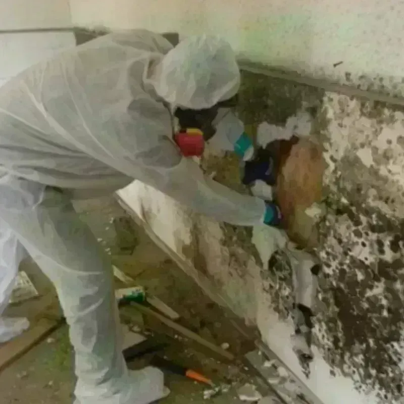 Mold Remediation and Removal in Virginia City, NV